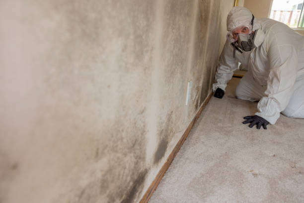 Best Forensic Mold Investigation  in Pierre Part, LA